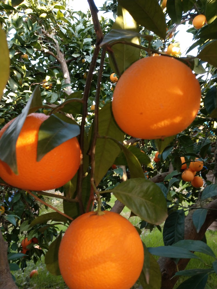 naranjas frescas andaluzas