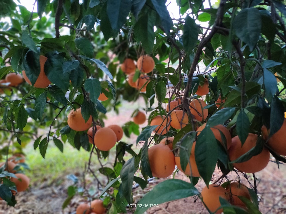 naranjas listas para recolectar