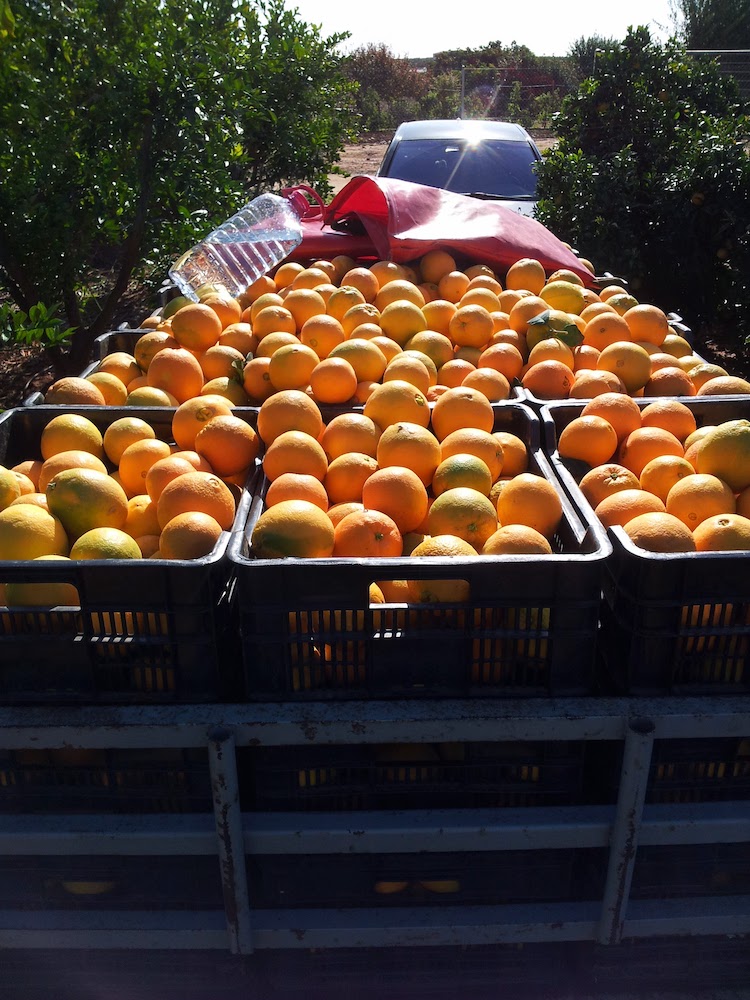 naranjas recien recolectadas