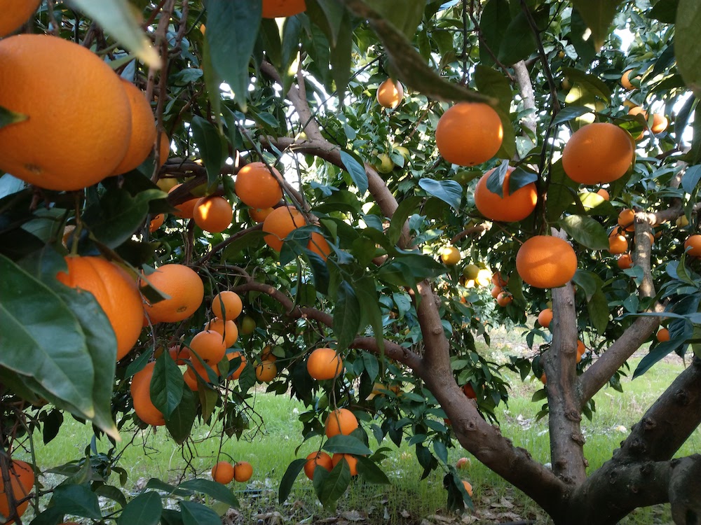 nuestros naranjos cargados de frutos