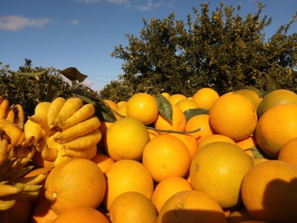 recoleccion de naranjas