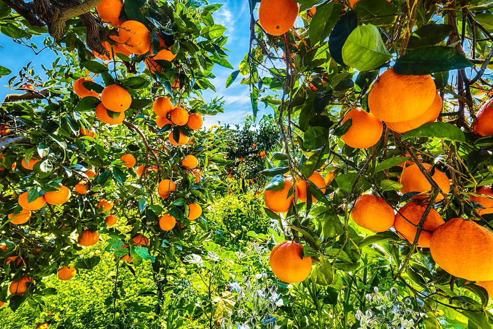 naranjas maduras lista para recolectar